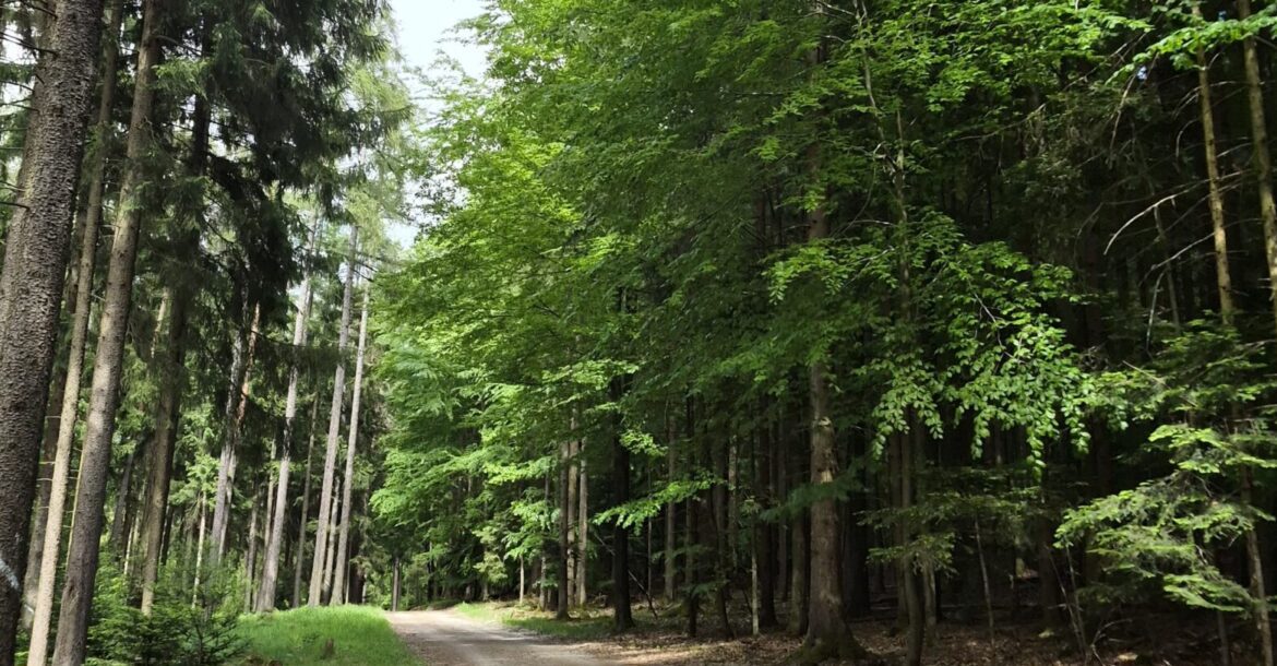 Waldweg